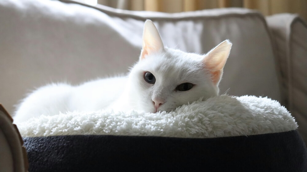 gammal katt